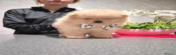 Volpino Pomerania cani in vendita: Cuccioli di Pomerania - Annuncio 10