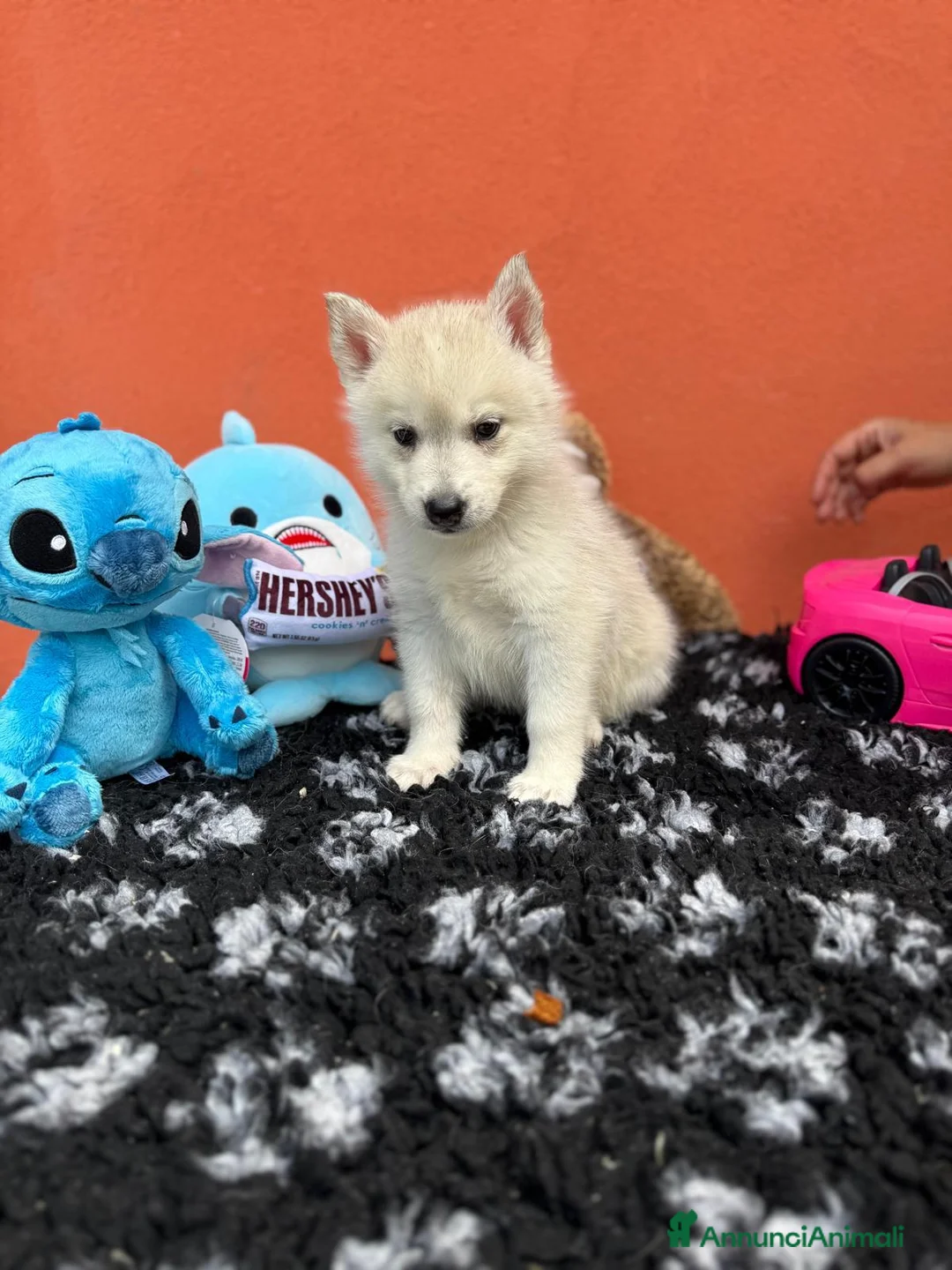 Husky cani in vendita: Cuccioli di siberian husky con pedigree  - Annuncio 2