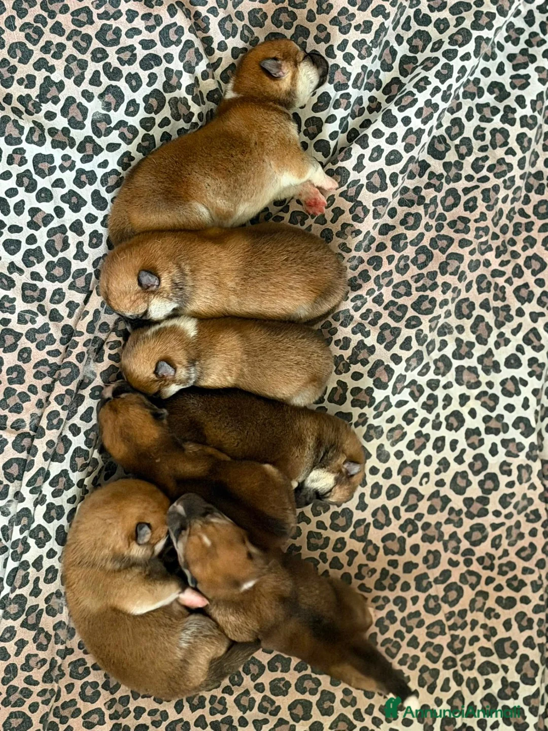 Akita Inu cani in vendita: Akita inu - Annuncio 2