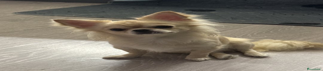 Chihuahua Cucciolo 1