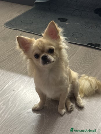 Chihuahua cani - Annuncio 16