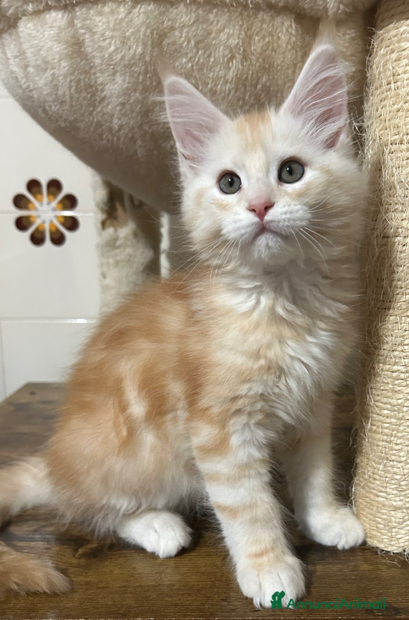 Maine Coon gatti Maine Coon - Annuncio 3