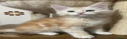 Maine Coon gatti in vendita: Maine Coon - Annuncio 1
