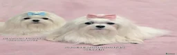 Maltese cani in vendita: 4 Principini bianchi Maltesi - Annuncio 2