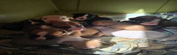 American Staffordshire cani in vendita: Cuccioli Amstaff - Annuncio 12