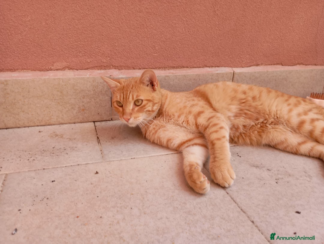 Europeo gatti in regalo: Rumba cerca casa - Annuncio 6