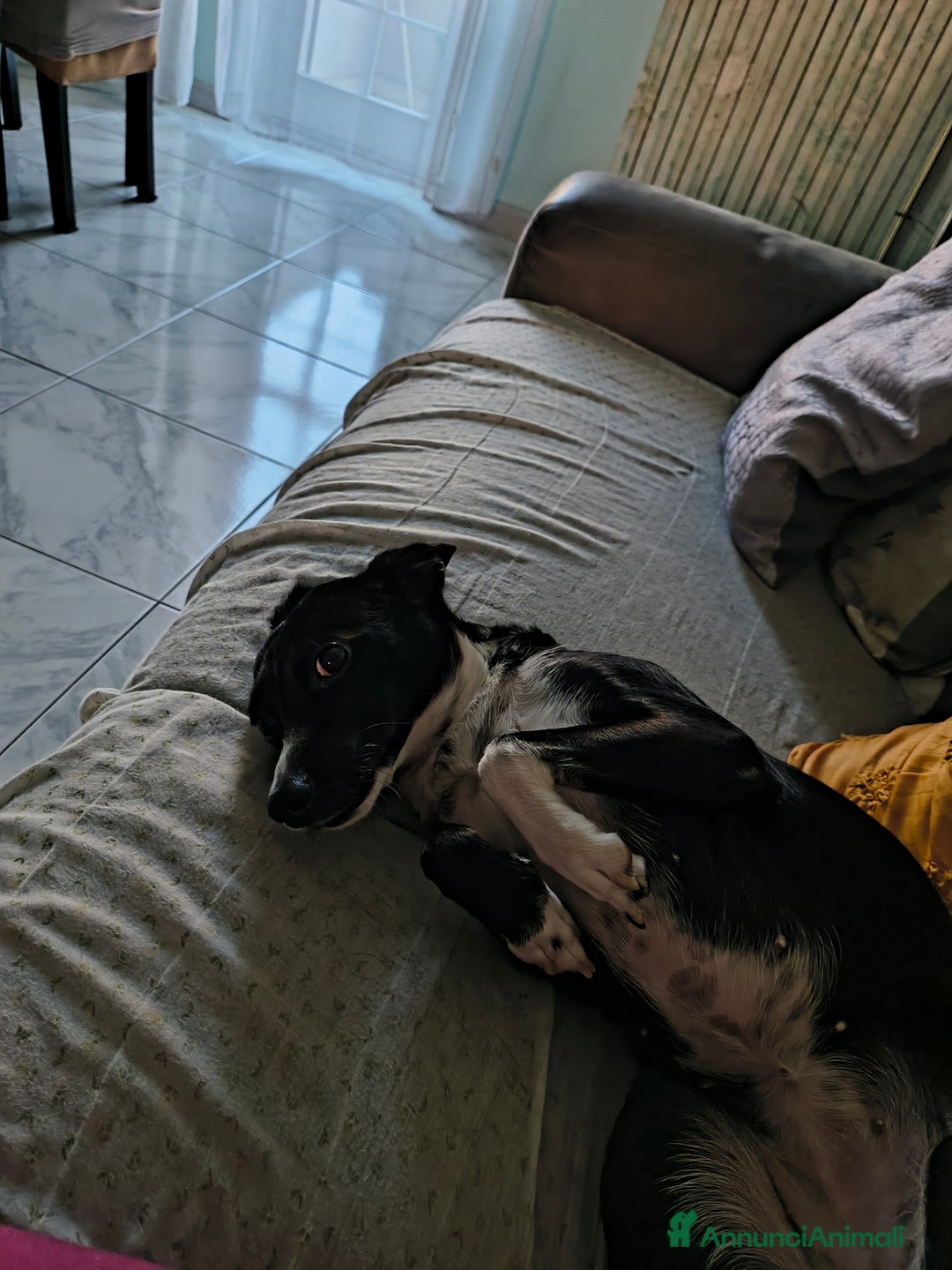 Meticcio cani in regalo: Regalo - Annuncio 3