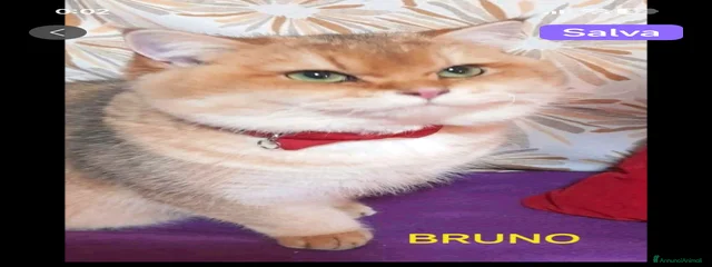 Bruno 