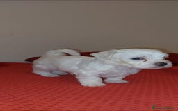 Bichon cani in vendita: 5 bellissimi cuccioli di Bichon Maltese - Immagine 1