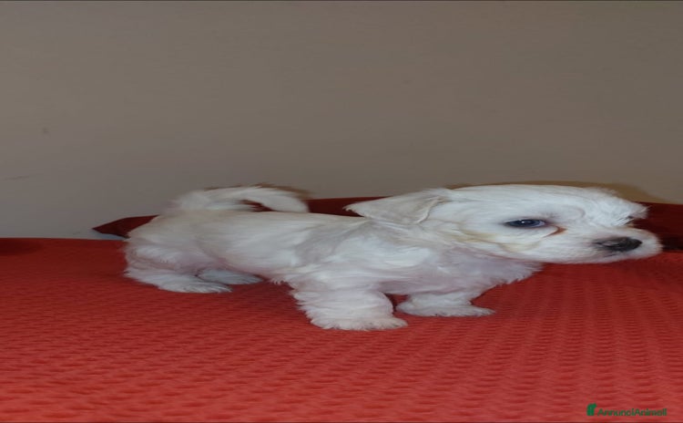 Bichon cani - Annuncio 1