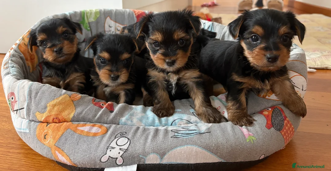 Yorkshire cani in vendita: Yorkshire  - Annuncio 8