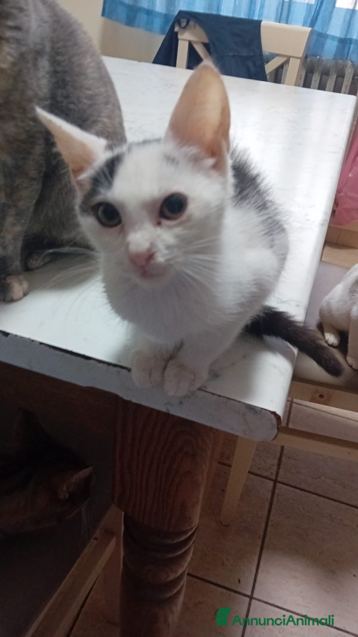 Meticcio gatti IL PICCOLO BIANCO - Annuncio 2