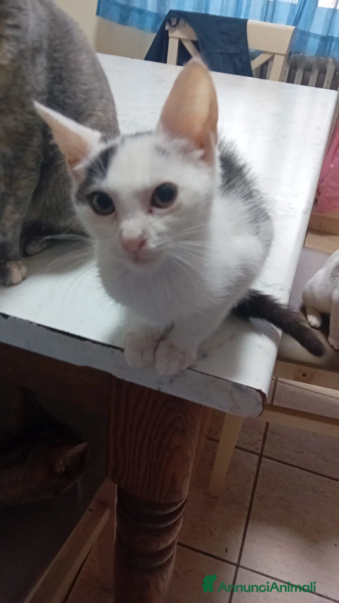 Meticcio gatti in regalo: IL PICCOLO BIANCO - Annuncio 2