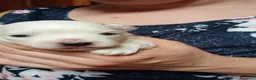 Maltese cani in vendita: ULTIMO CUCCIOLO DISPONIBILE MALTESE  - Annuncio 4