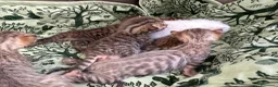 Meticcio gatti in vendita: Gattini Millefiori mix Bengal  - Annuncio 4