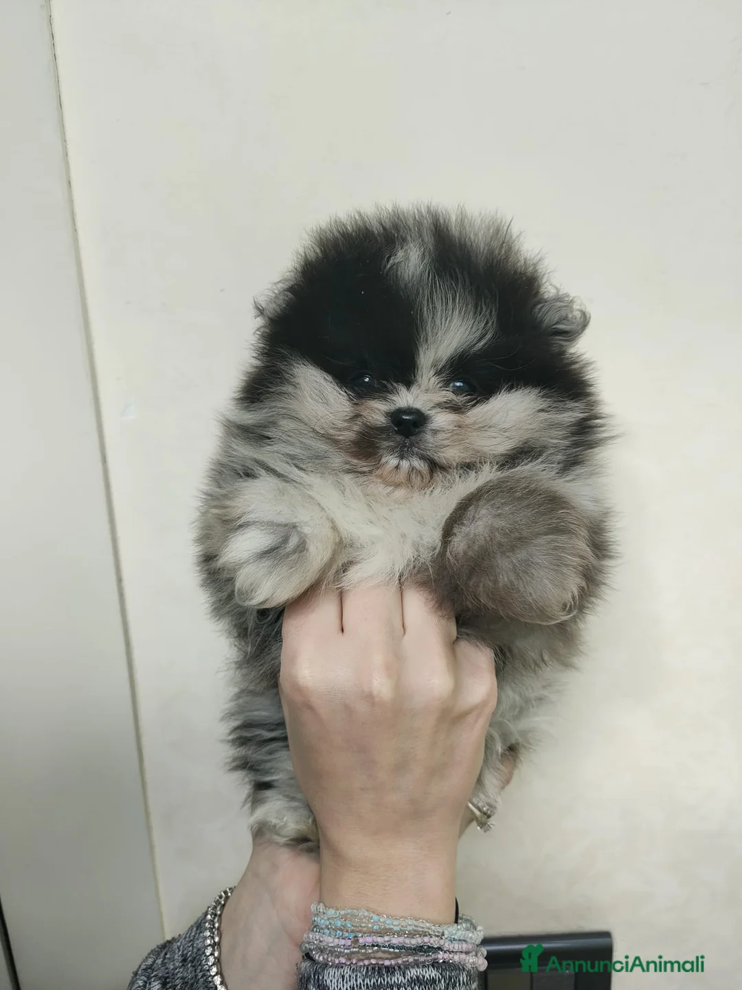 Volpino Pomerania cani in vendita: Pomerania merle - Annuncio 4