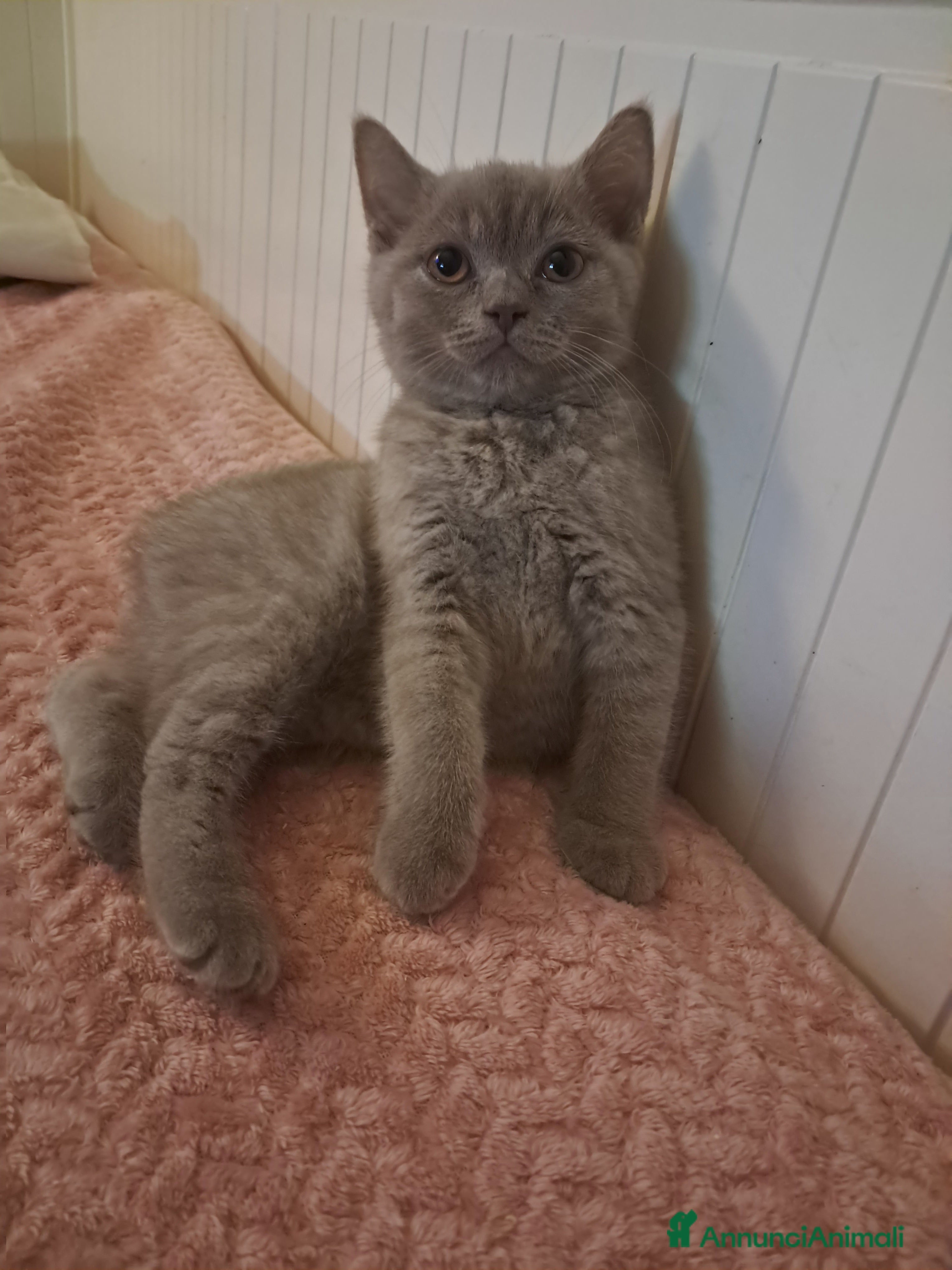 Scottish gatti Scottish straight femmina 3 mesi  - Annuncio 3