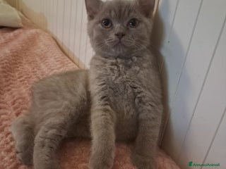 Scottish gatti Scottish straight femmina 3 mesi - Annuncio 4