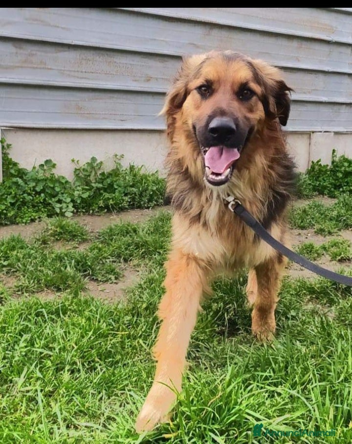 Meticcio cani Mix pastorino pelo lungo 4anni in box da tanto.SUD a Città metropolitana di Milano - Annuncio 28