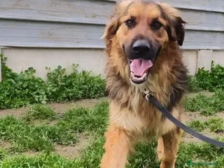 Meticcio cani Mix pastorino pelo lungo 4anni in box da tanto.SUD a Città metropolitana di Milano - Annuncio 21