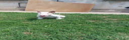 Bull Terrier cani in vendita: Cucciola di bull terrier standard - Annuncio 4