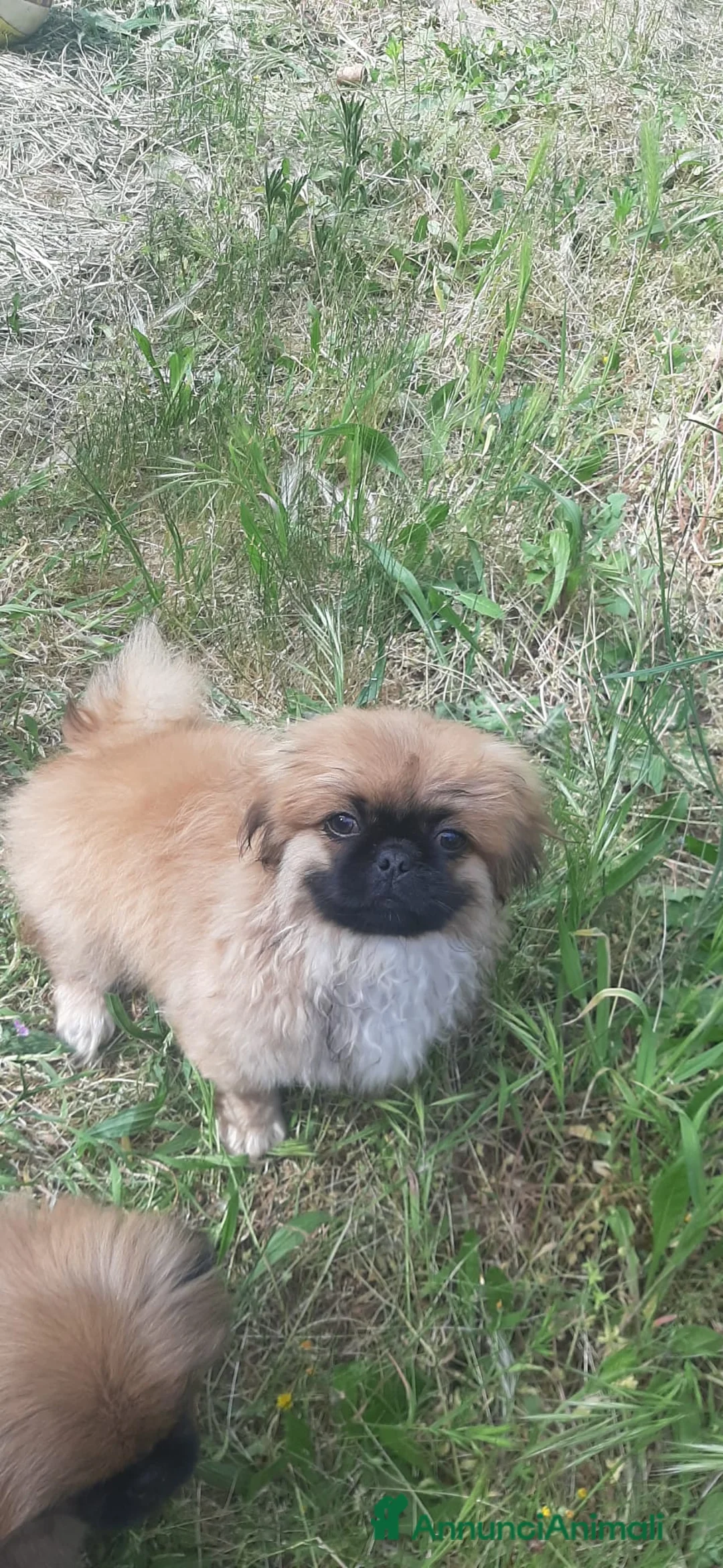Pechinese cani in vendita: CUCCIOLI PECHINESI  a Provincia di Novara - Annuncio 8