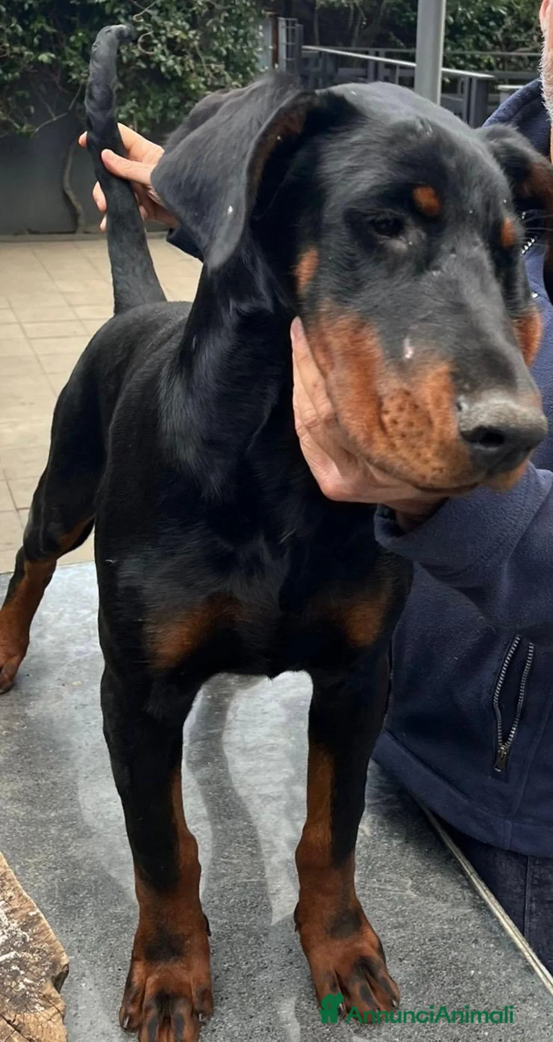 Dobermann cani in vendita: cucciolo di doberman messina  - Annuncio 3