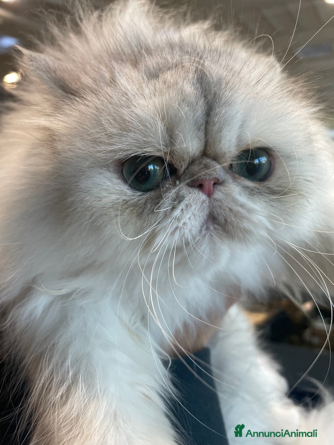 Persiano gatti in vendita: gatta persiana blu silver con pedigree - Annuncio 2