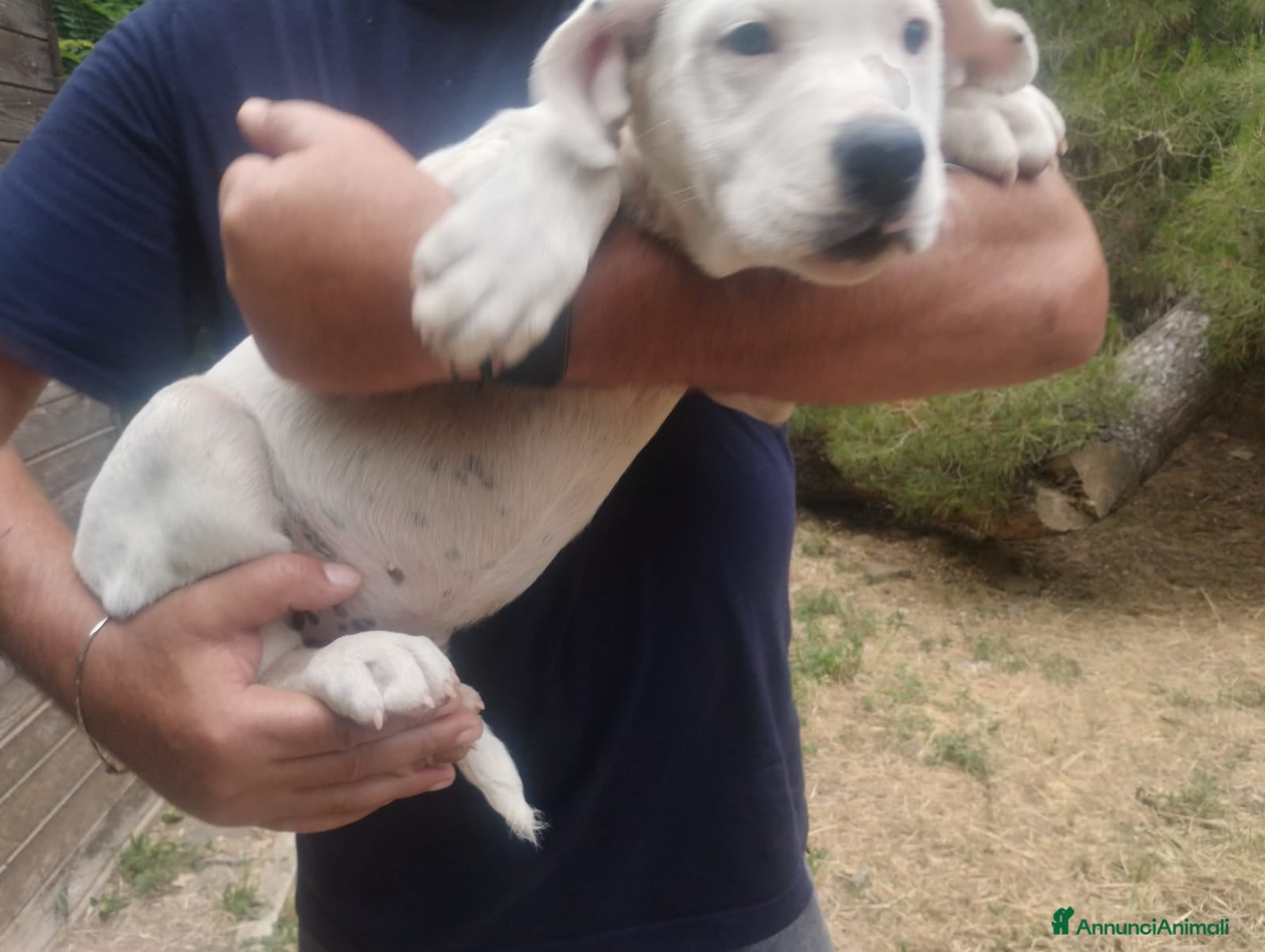 Dogo Argentino cani in regalo: Cucciola mix dogo argentino 2,5 mesi - Annuncio 3