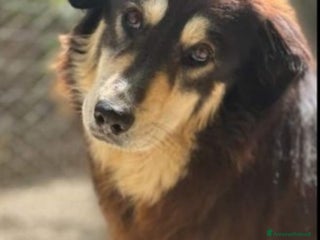 Meticcio cani Lady 5anni medio grande salvata in 1lager.ROMA a Città metropolitana di Milano - Annuncio 39