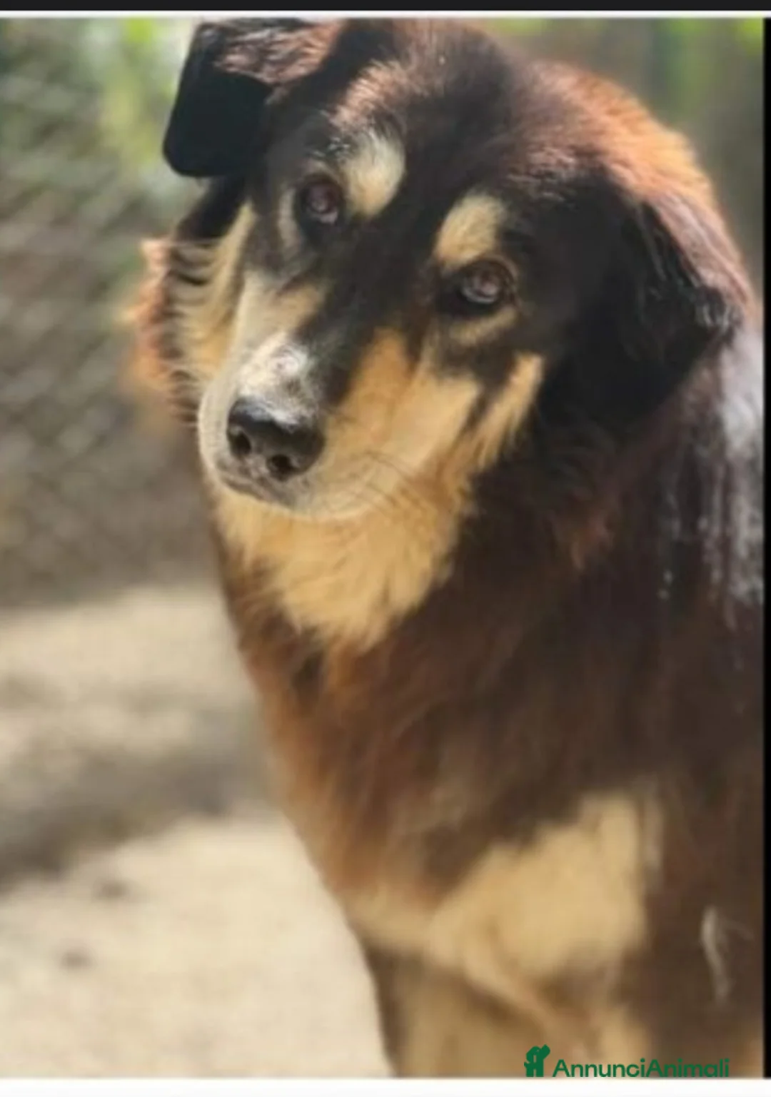 Meticcio cani in regalo: Lady 5anni medio grande salvata in 1lager.ROMA a Città metropolitana di Milano - Annuncio 1