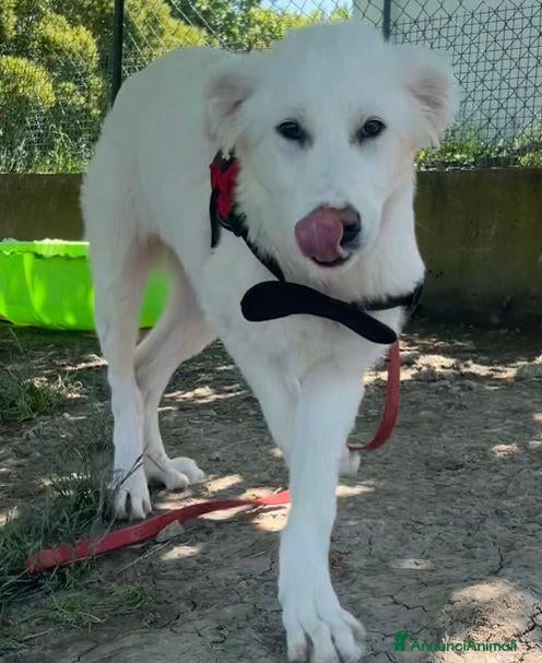 Meticcio cani ANGELICA e ORLANDO meravigliosi cuccioloni - Annuncio 16