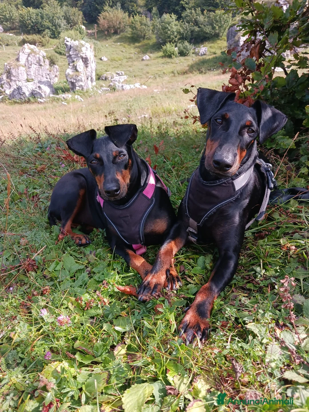 Immagine della galleria {{count}}