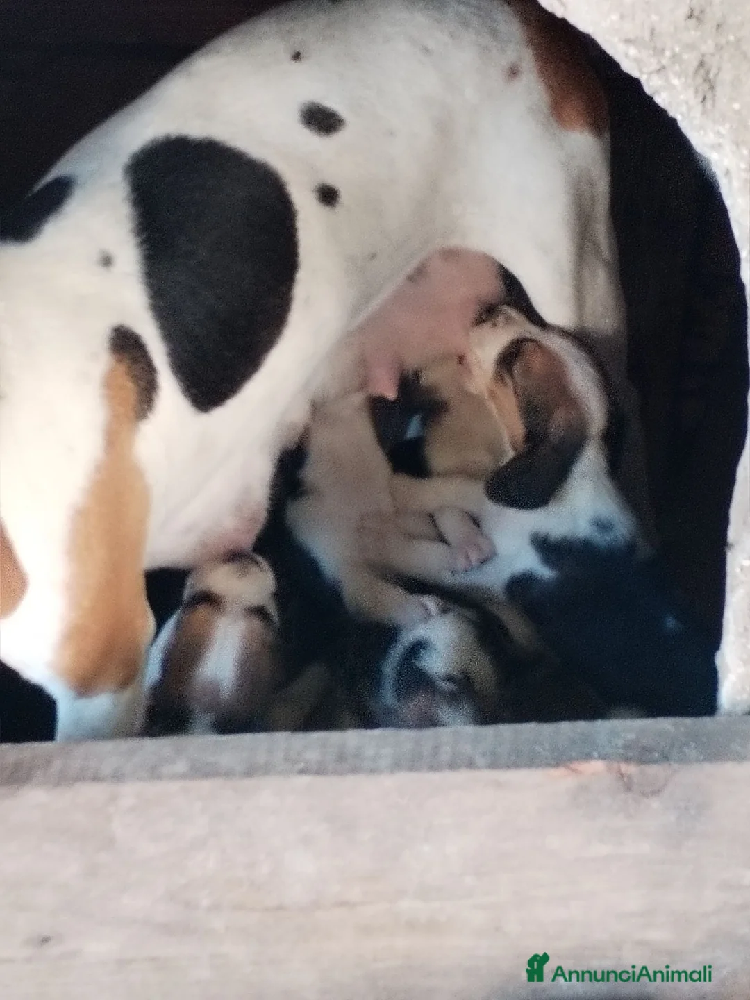 Beagle cani in vendita: Bellissimi cuccioli Beagle  - Annuncio 4