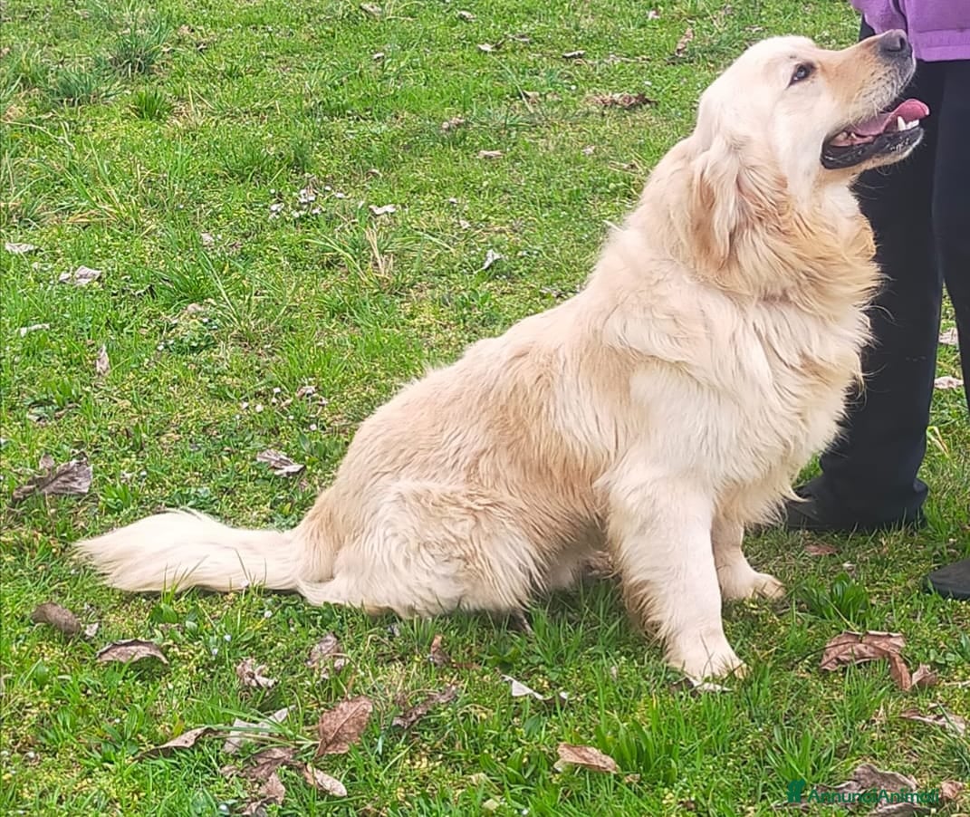 Golden Retriever cani Golden retriever inglese - Annuncio 1