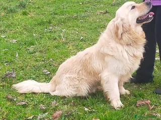 Golden Retriever cani Golden retriever inglese - Annuncio 1