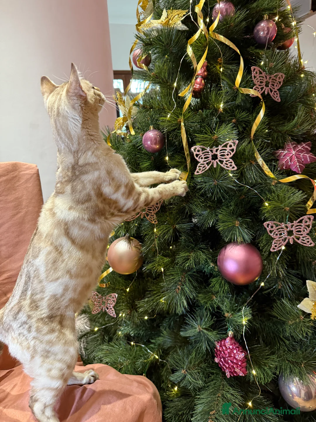 Bengala gatti in vendita: Gattino bengala snow mink  - Annuncio 7