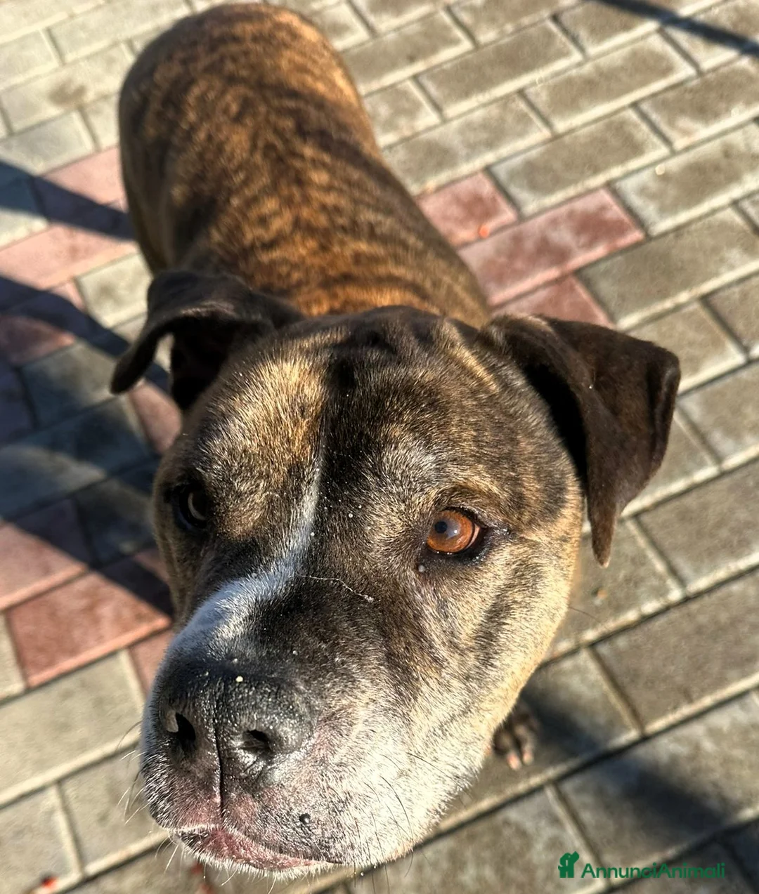 Meticcio cani in regalo: THOR PIT GENTILE - Annuncio 1