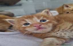 Maine Coon gatti in vendita: Cuccioli di Maine Coon - Pagamento Flessibile - Immagine 6