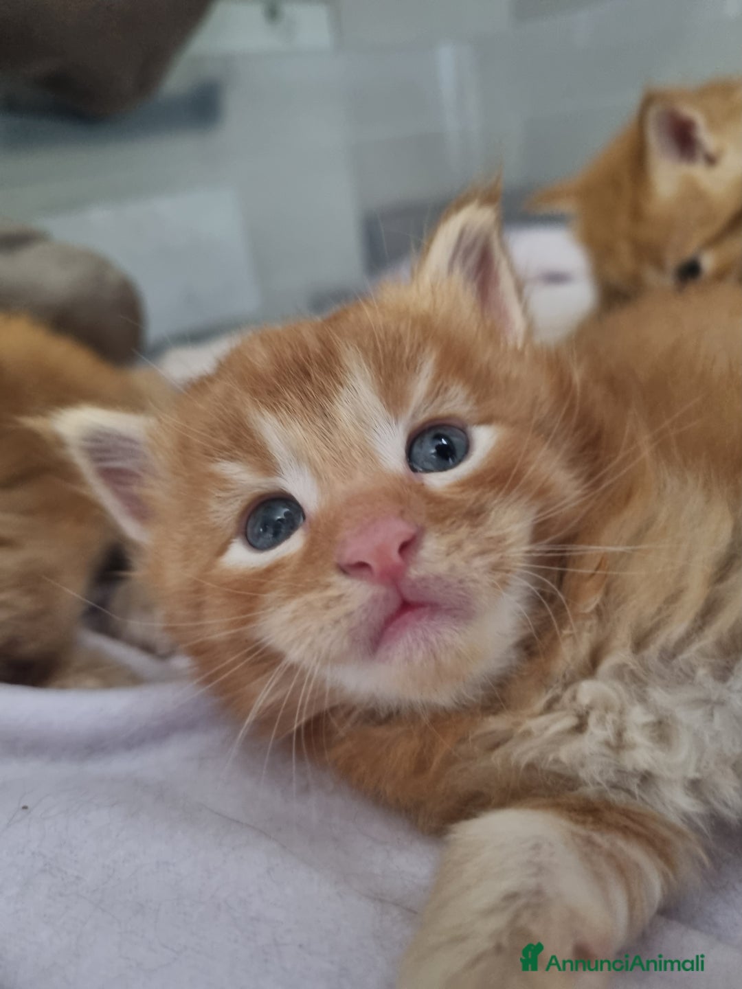Maine Coon gatti in vendita: Cuccioli di Maine Coon - Pagamento Flessibile - Immagine 6