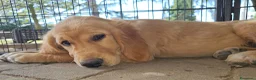 Golden Retriever cani in vendita: CUCCIOLI GOLDEN RETRIEVER  - Annuncio 4