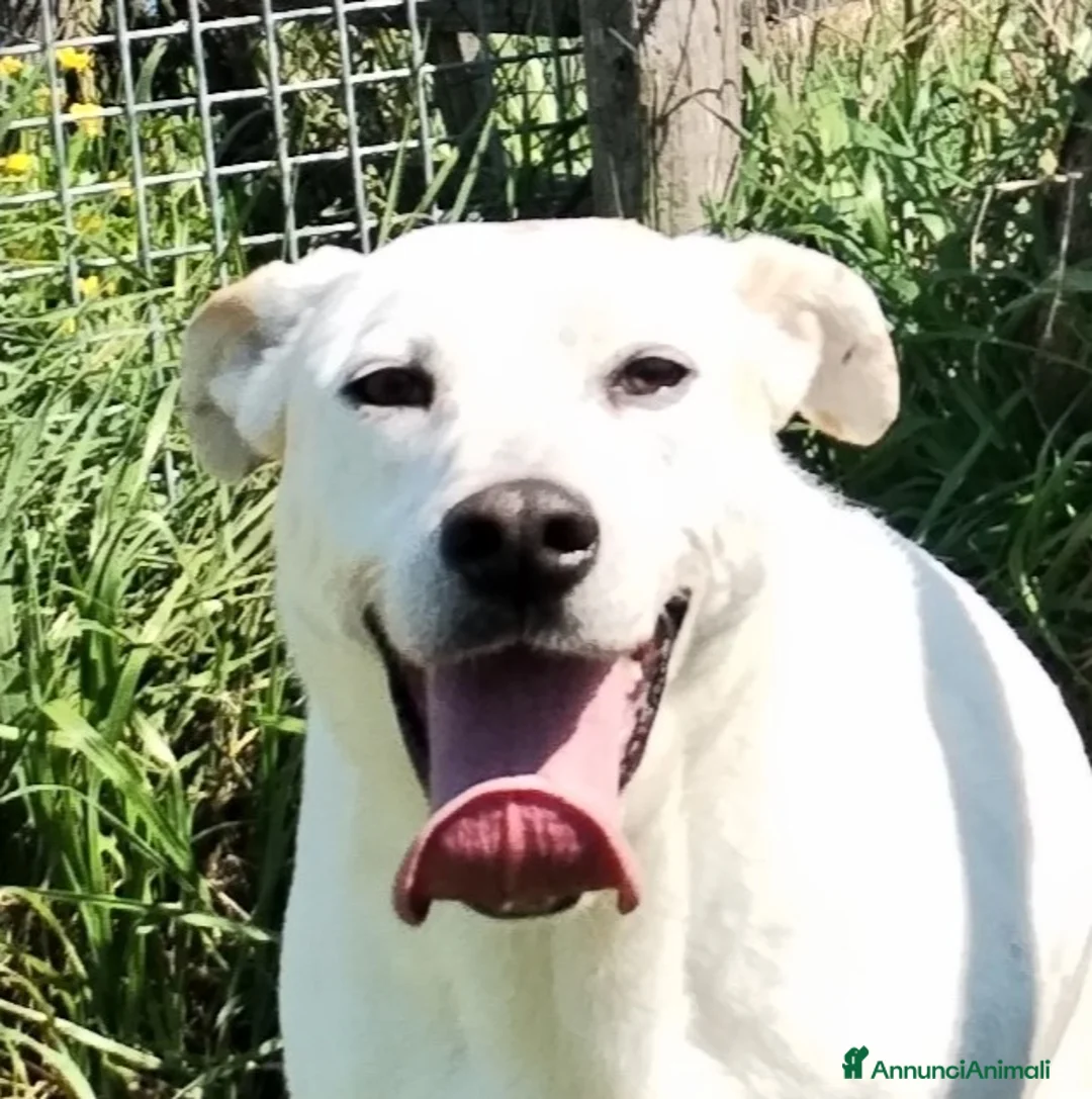 Meticcio cani in regalo: Ginga simil labrador in adozione a Provincia di Latina - Annuncio 4