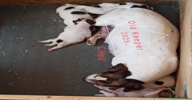 Jack Russell cani - Annuncio 2