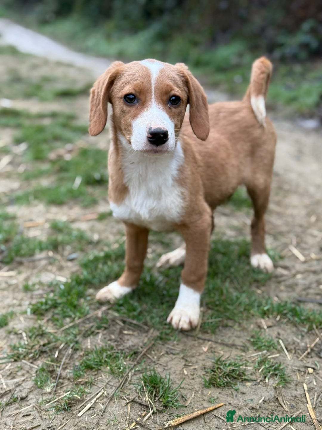 Meticcio cani in regalo: 4 dolcissimi cucciolotti! 3 MESI E MEZZO. - Annuncio 8