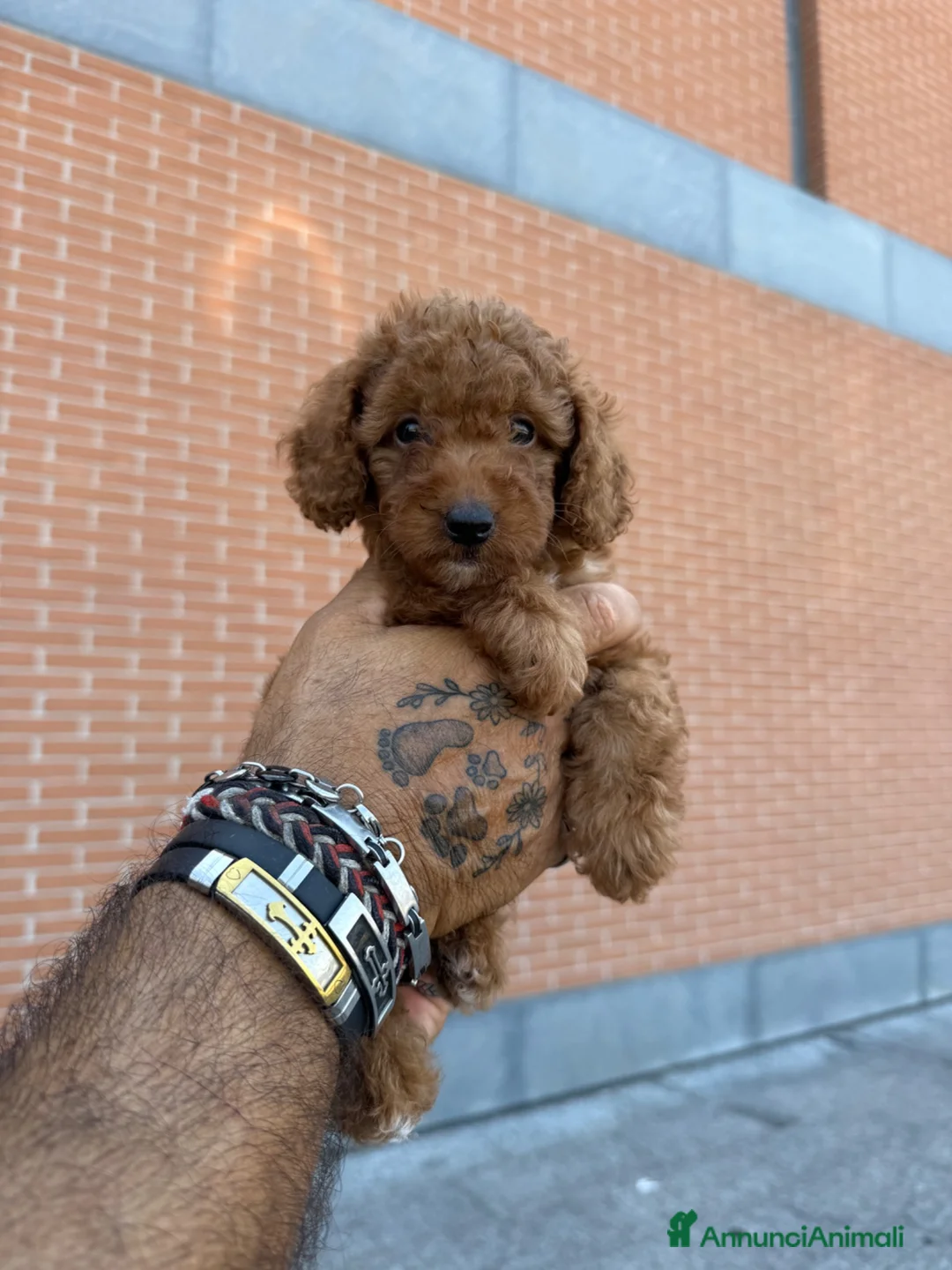 Barboncino Toy cani in vendita: Barboncino Toy red - Annuncio 2