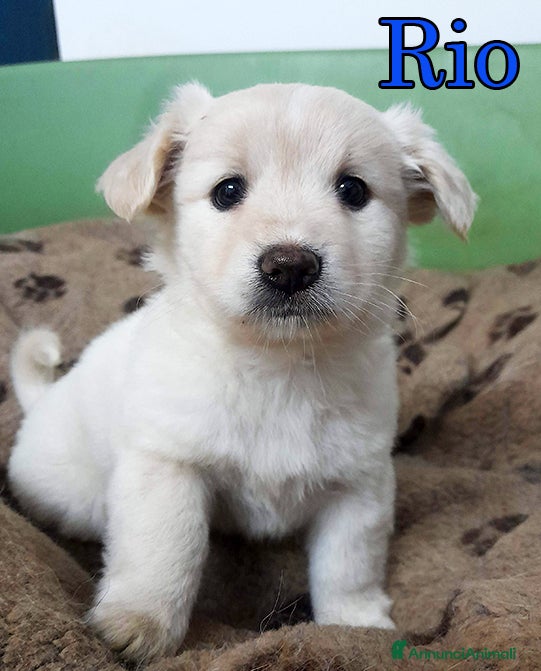 Meticcio cani Sofy e Rio, dolcissimi cuccioli in adozione - Annuncio 1