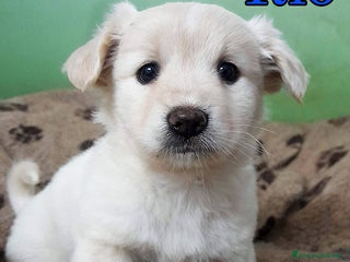 Meticcio cani Sofy e Rio, dolcissimi cuccioli in adozione - Annuncio 1