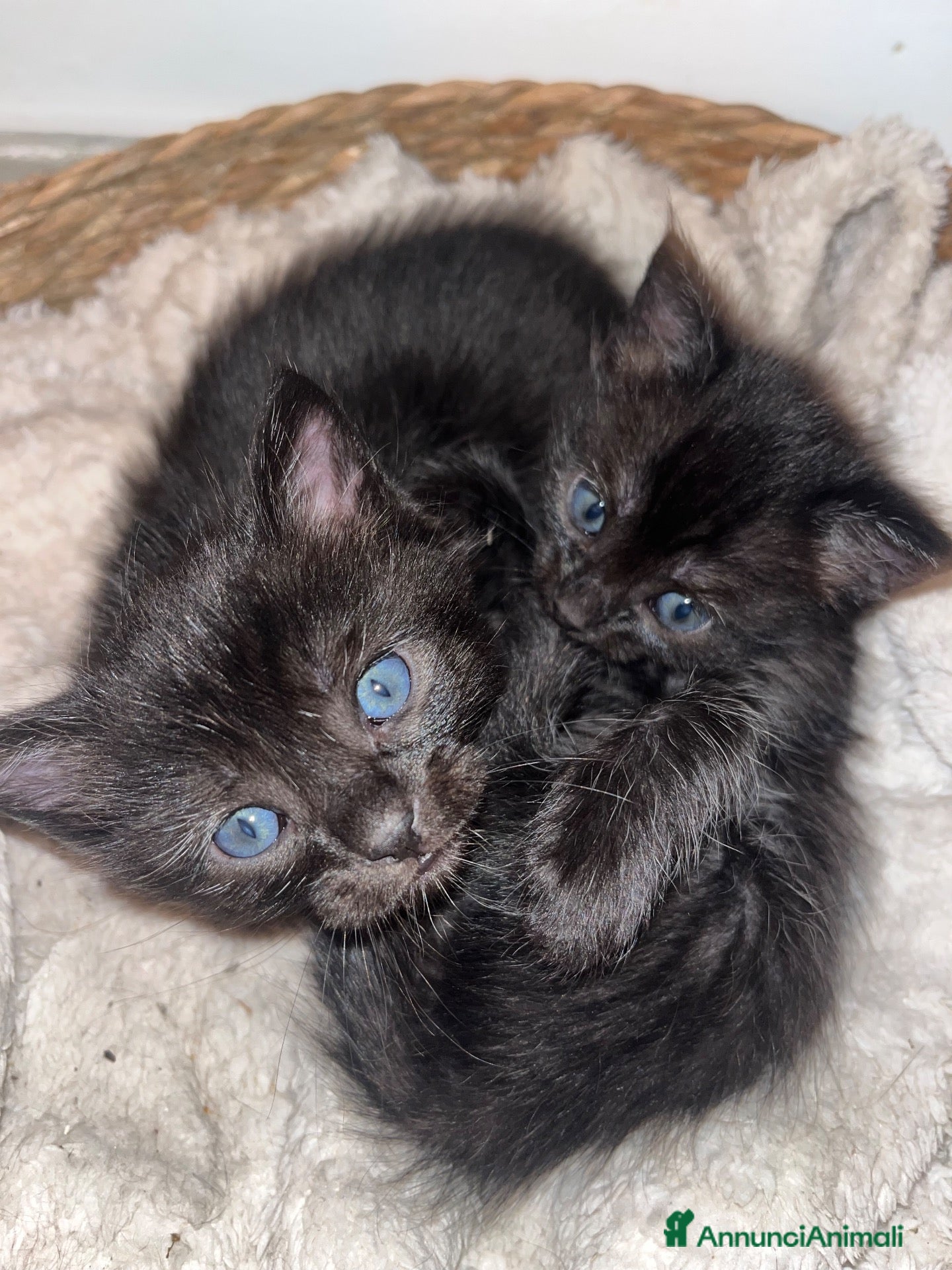 Altre razze gatti Regalasi bellissimi gattini  - Annuncio 9