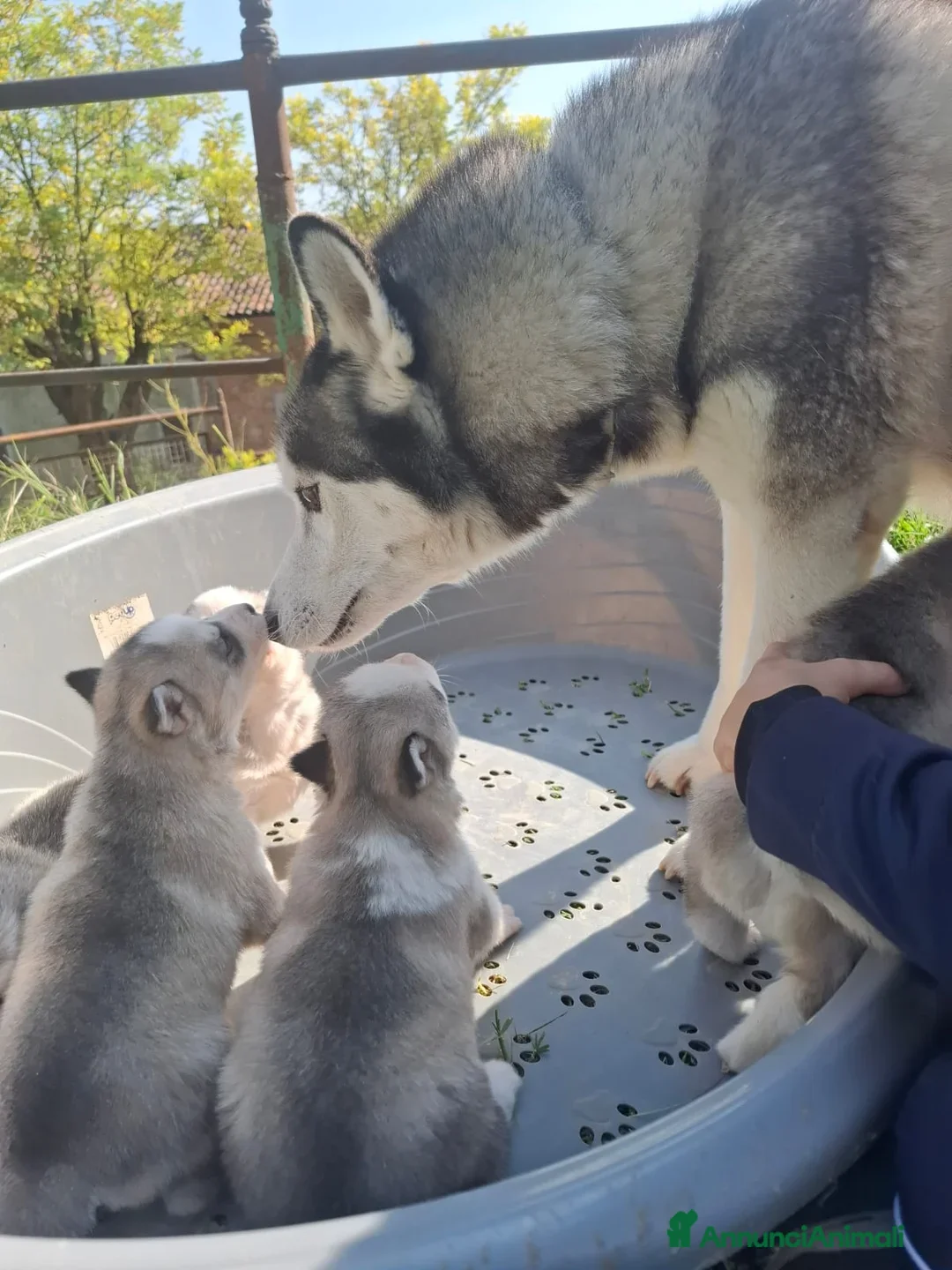 Husky cani in regalo: Siberian Husky in adozione - Annuncio 7