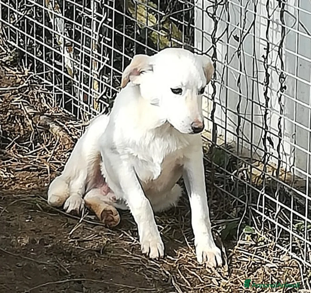 Meticcio cani in regalo: MERLINO ASPETTA UNA MAMMA - Annuncio 4